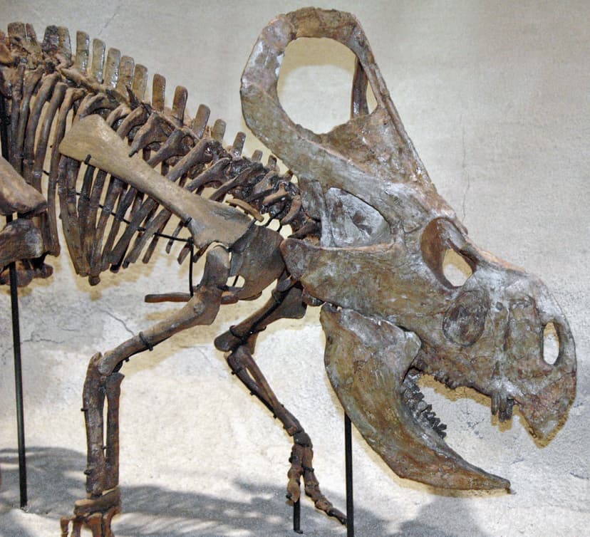 Protoceratops andrewsi (ceratopsian dinosaur) (Djadokhta F… | Flickr