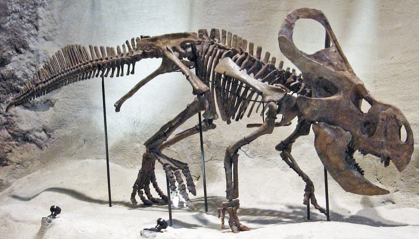 Protoceratops andrewsi (ceratopsian dinosaur) (Djadokhta F… | Flickr