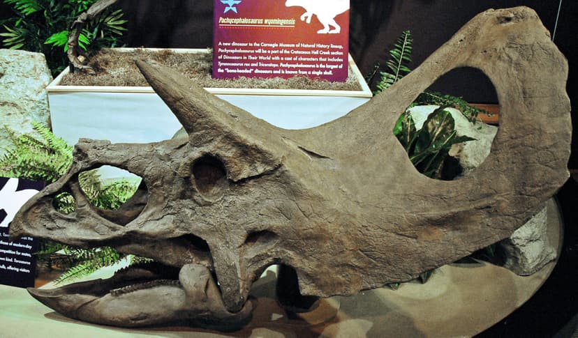 Torosaurus latus (ceratopsian dinosaur) (Late Cretaceous) … | Flickr