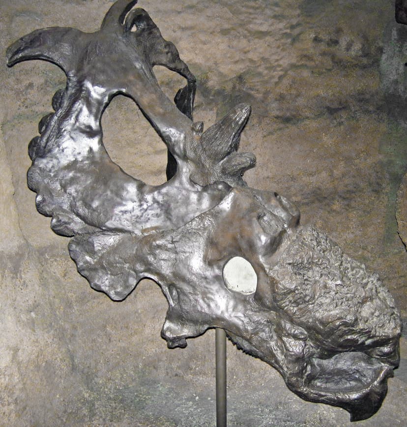 Pachyrhinosaurus sp. (ceratopsian dinosaur) (Late Cretaceo… | Flickr
