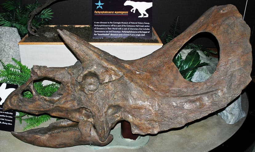 Torosaurus latus (ceratopsian dinosaur) (Late Cretaceous) … | Flickr