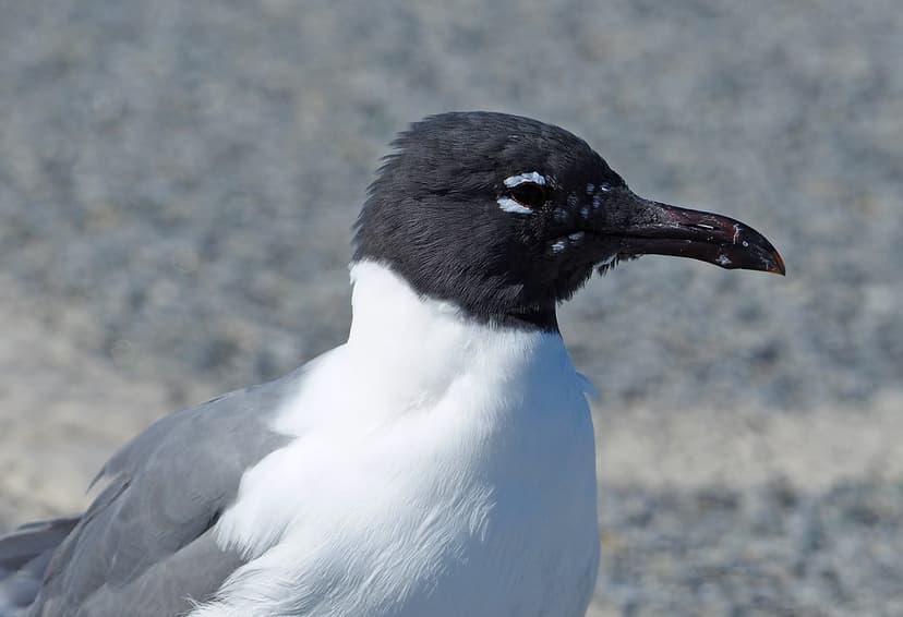 Laughing Gull - Leucophaeus atricilla, Chincoteague Nation… | Flickr