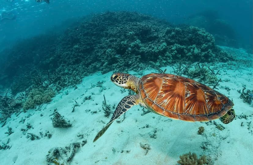 Turtle in the Great Barrier Reef | The Great Barrier Reef is… | Flickr
