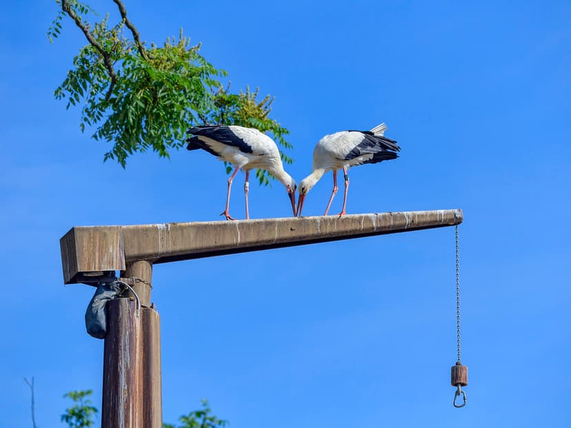 Two storks on the mast | Two storks perched on a kind of cra… | Flickr