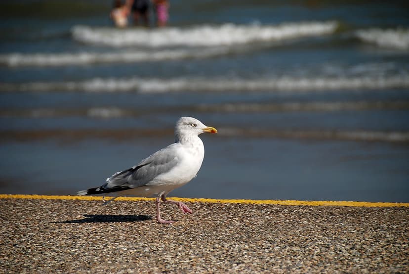 Putting Your Best Foot Forward! | This seagull was stepping … | Flickr