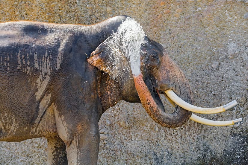 Elephant bull spraying water | An Asiatic elephant bull, nam… | Flickr