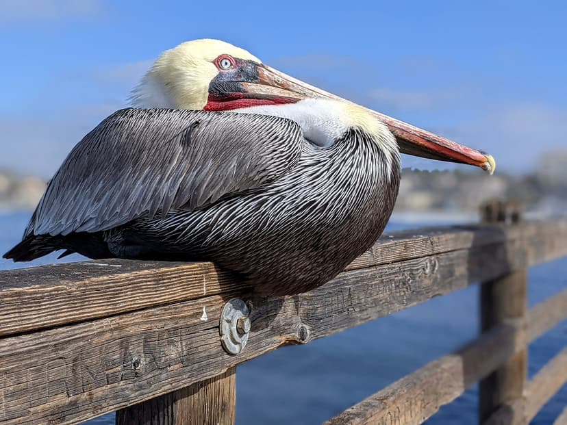 Pelican Loaf on the Oceanside Pier | This pelican hit every … | Flickr