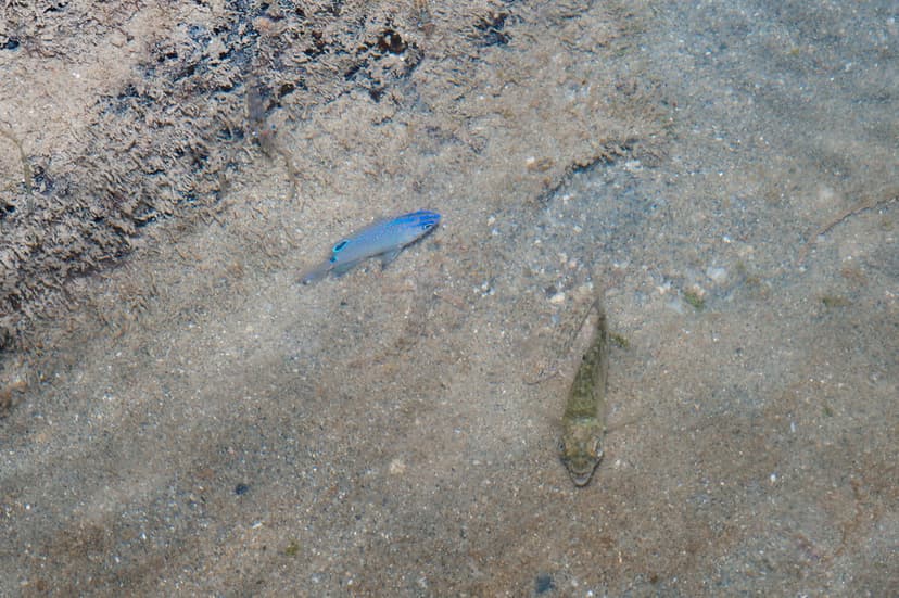 Tanah Merah after oil spill: Juvenile Threespot damselfish… | Flickr