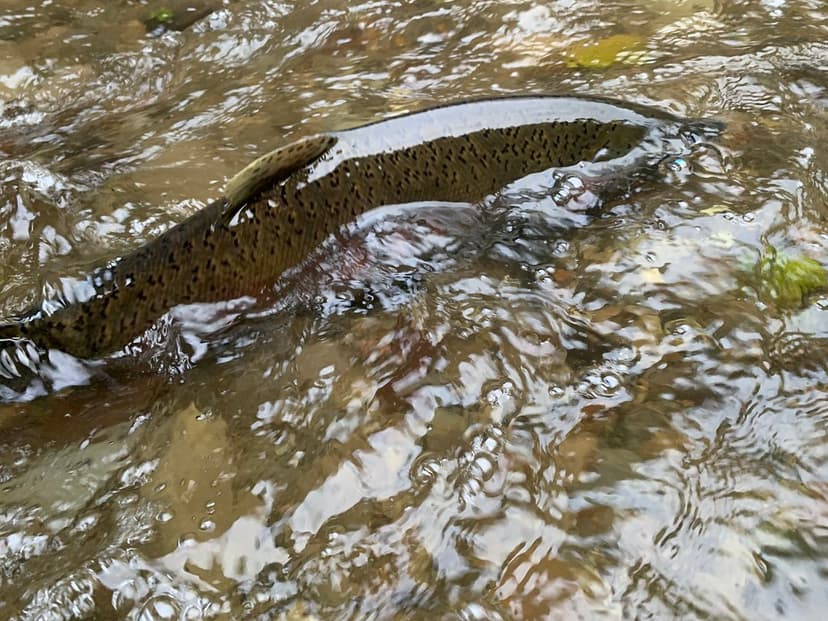 Salmon return to Siebert Creek under US 101 near Port Ange… | Flickr