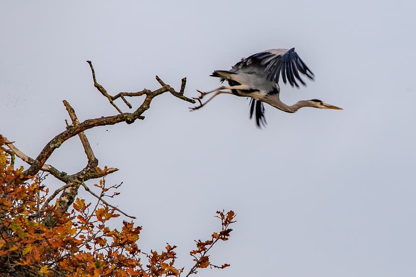 Grey Heron (Ardea cinerea) | Grey herons are unmistakeable: … | Flickr