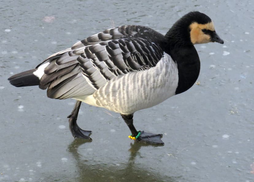Barnacle goose, Branta leucopsis, Vitkindad gås | Barnacle g… | Flickr