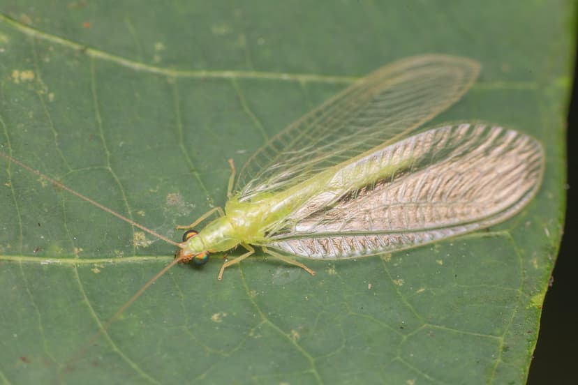 _Z2A2542 green lacewing | Chrysopidae | budak | Flickr