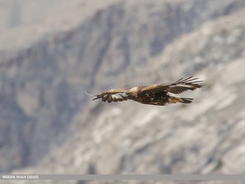 Golden Eagle (Aquila chrysaetos) | Golden Eagle (Aquila chry… | Flickr
