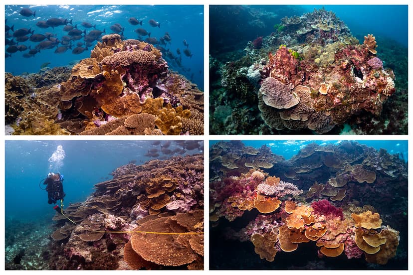 Erscott's passage #marineexplorer | Corals at Lord Howe Isla… | Flickr