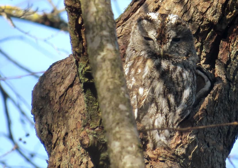 Tawny owl, brown owl, Strix aluco, Kattuggla | Tawny owl, br… | Flickr