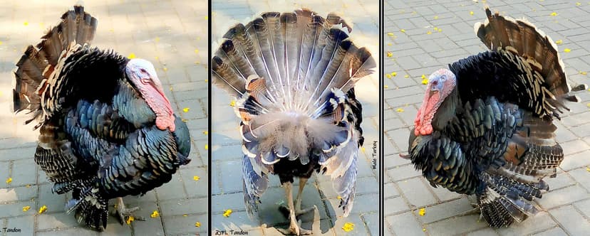 Domestic male turkey on mating dance | The domestic male tur… | Flickr