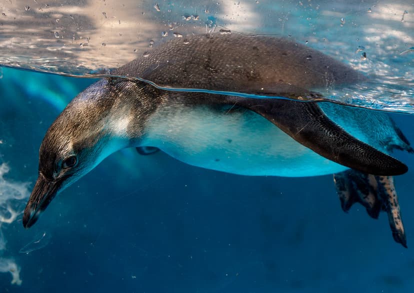 International Penguin Day | It's practically impossible to l… | Flickr