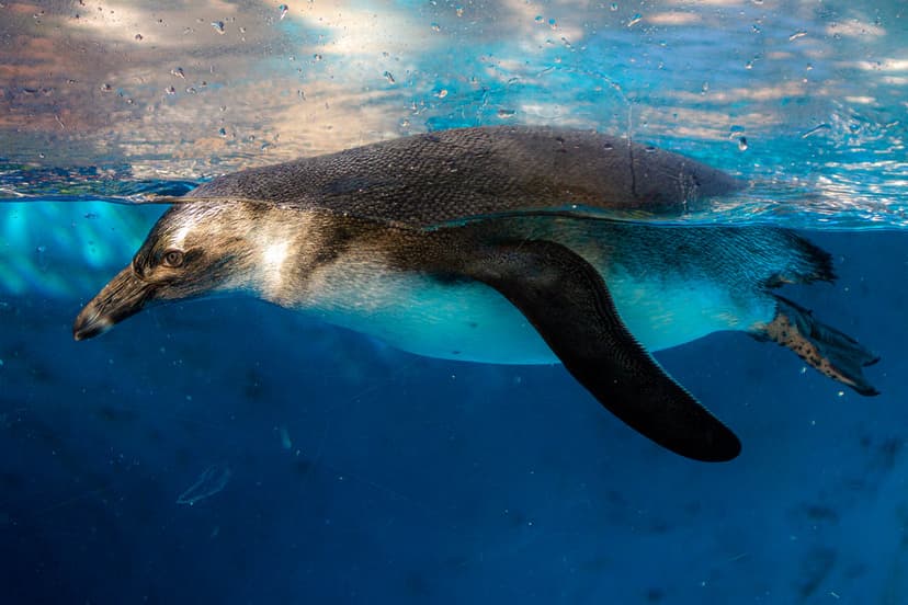 International Penguin Day | It's practically impossible to l… | Flickr