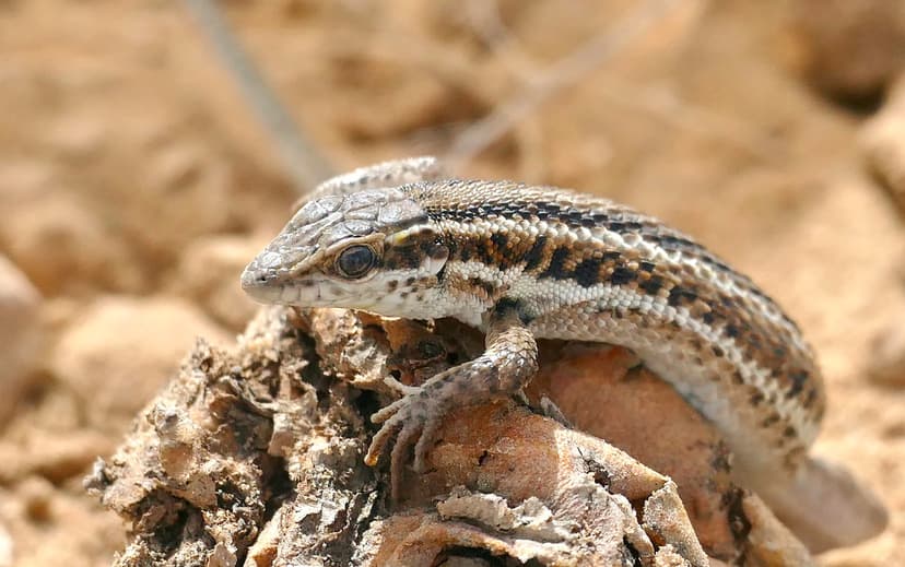 Western Snake-eyed Lizard (Ophisops occidentalis) (Found b… | Flickr