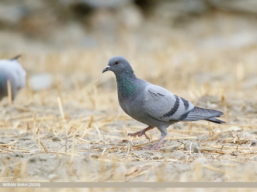 Rock Pigeon (Columba livia) | Rock Pigeon (Columba livia) ca… | Flickr