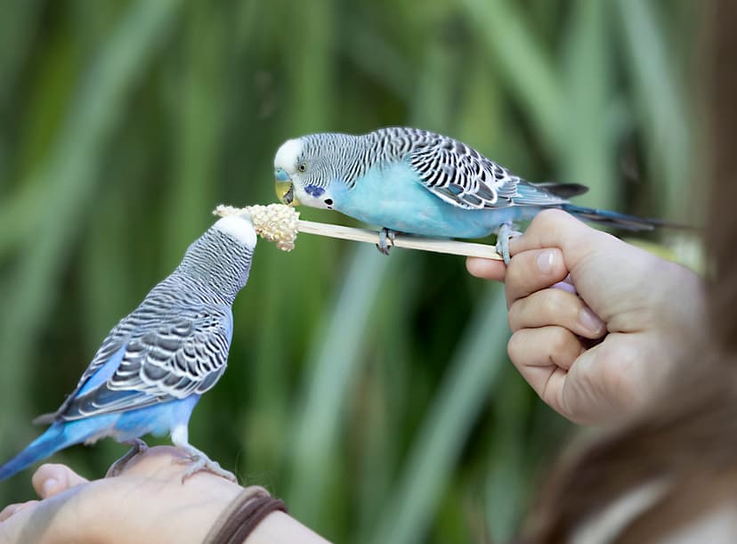 Virginia Safari Park - Natural Bridge - Lexington parakeet… | Flickr