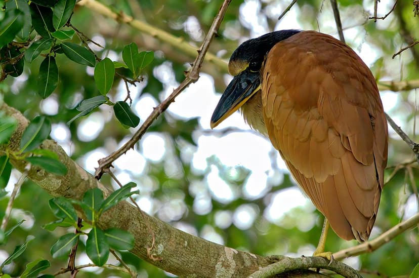 Boat-billed heron juvenile | Boat-billed heron - Cochlearius… | Flickr