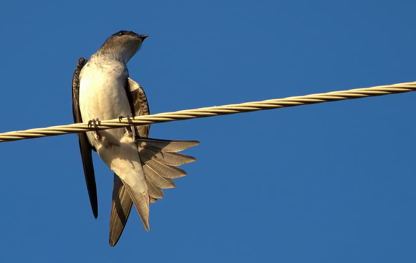 Neotropical-palm Swift | Neotropical-palm Swift or fork-tail… | Flickr