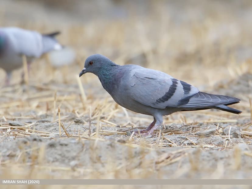 Rock Pigeon (Columba livia) | Rock Pigeon (Columba livia) ca… | Flickr