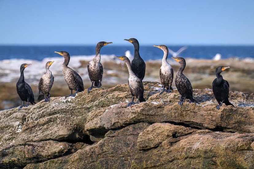 A colony of Double crested cormorants, juvenile Great corm… | Flickr