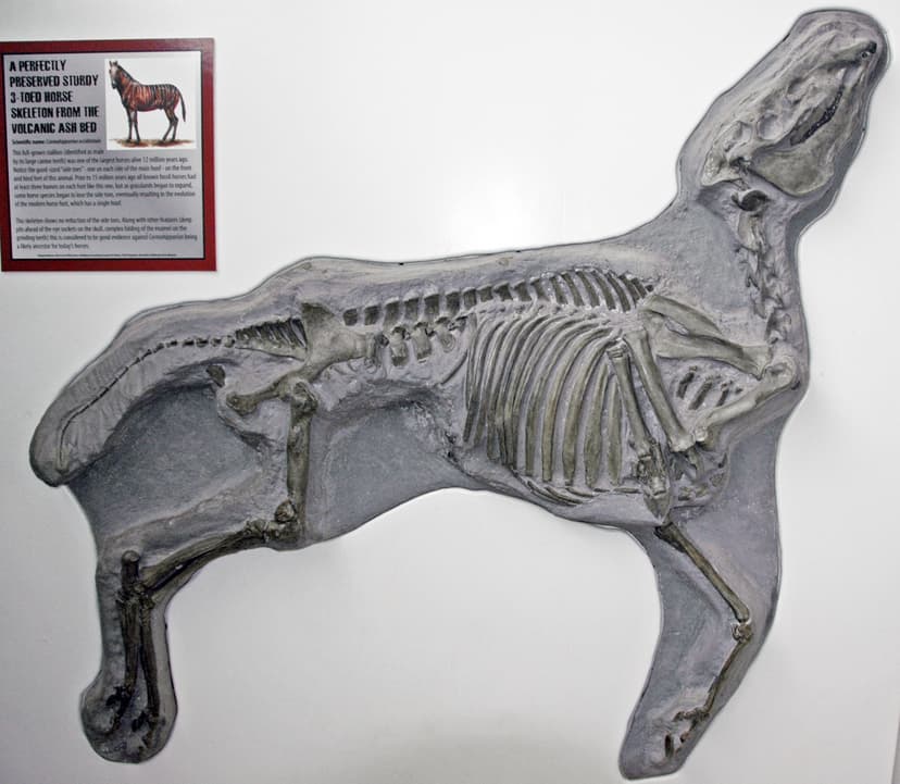File:Cormohipparion occidentale (sturdy three-toed horse) (Ash ...