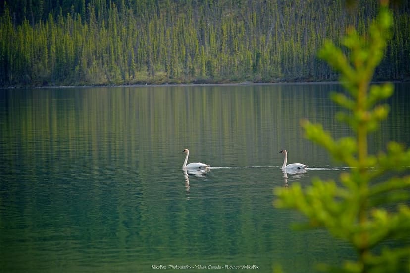 Trumpeter Swans [Cygnus buccinator] | NIKKOR 180mm f-2.8 ED … | Flickr