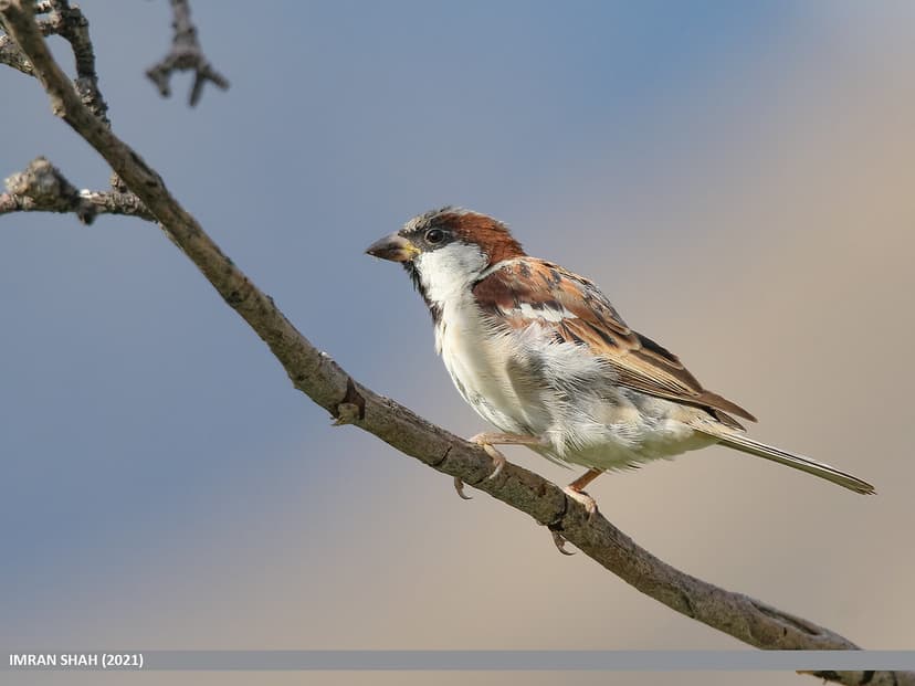 House Sparrow (Passer domesticus) | House Sparrow (Passer do… | Flickr