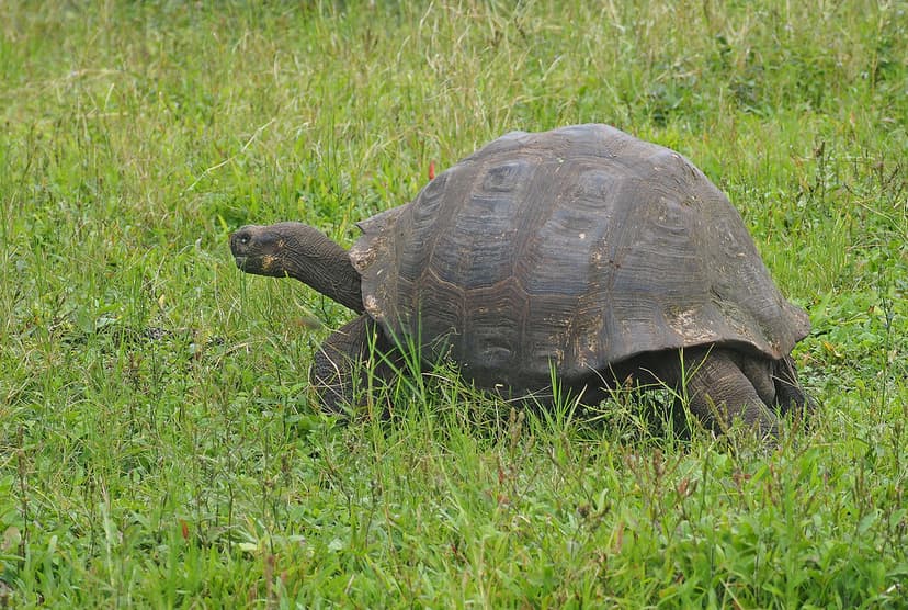 Santa Cruz Island Giant Tortoise - Chelonoidis niger porte… | Flickr