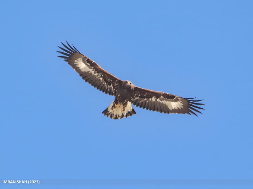 Golden Eagle (Aquila chrysaetos) | Golden Eagle (Aquila chry… | Flickr