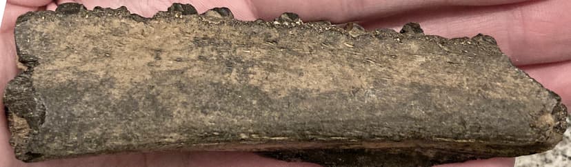 Alligator mississippiensis (fossil alligator jawbone) (Neo… | Flickr