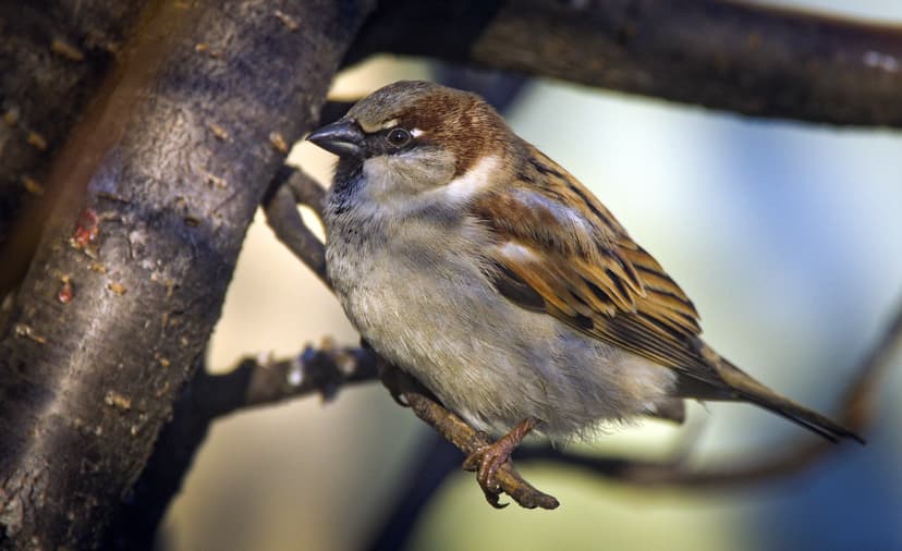 House sparrow | House sparrow (Passer domesticus) male perch… | Flickr