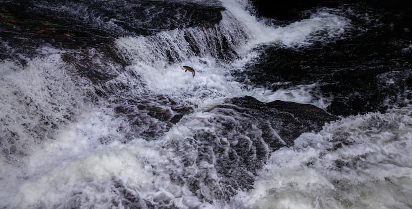 The Greatest Journey | A Coho Salmon jumps through the air w… | Flickr