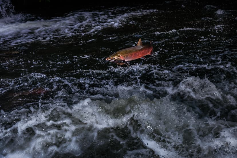 The Greatest Journey | A Coho Salmon jumps through the air w… | Flickr