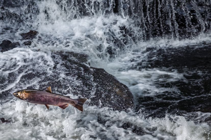 The Greatest Journey | A Coho Salmon jumps through the air w… | Flickr