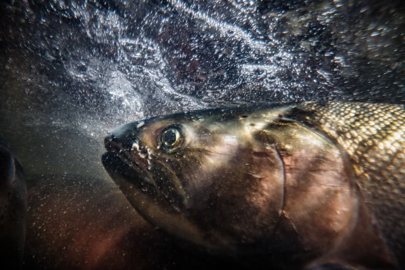 The Greatest Journey | A Coho salmon rests at the base of a … | Flickr