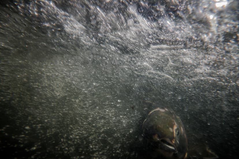 The Greatest Journey | A Coho salmon rests at the base of a … | Flickr