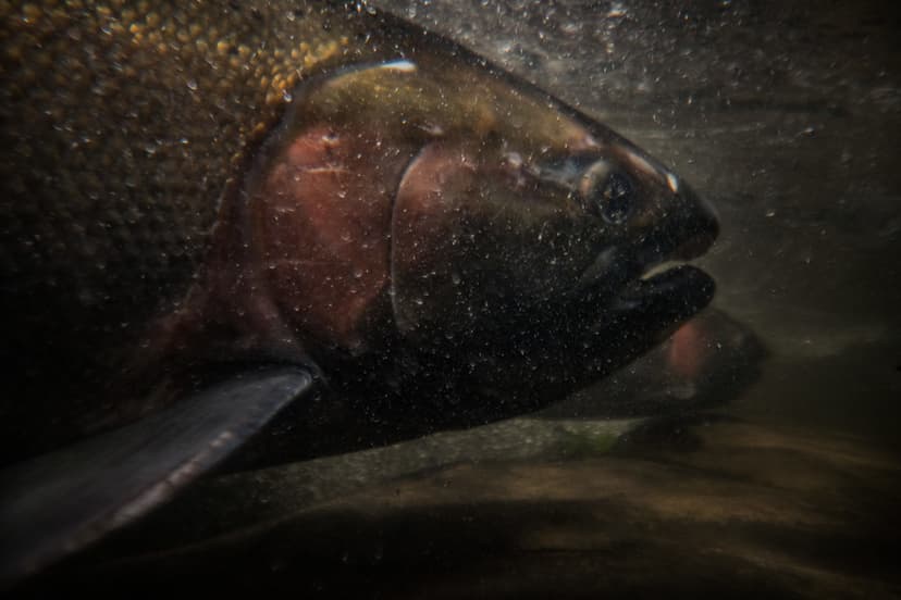 The Greatest Journey | A Coho salmon rests at the base of a … | Flickr