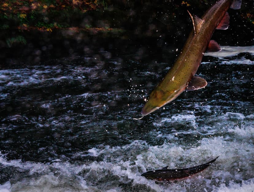 The Greatest Journey | A Coho Salmon jumps through the air w… | Flickr