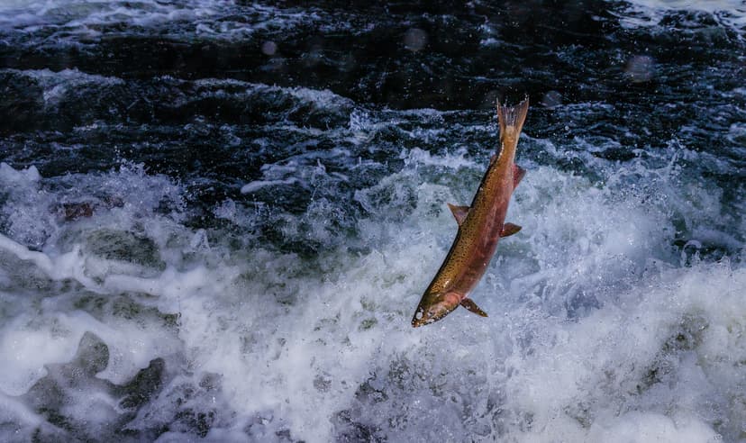 The Greatest Journey | A Coho Salmon jumps through the air w… | Flickr