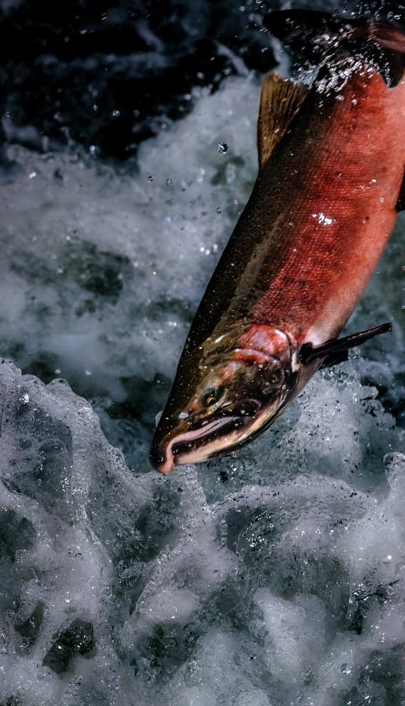 The Greatest Journey | A Coho Salmon jumps through the air w… | Flickr