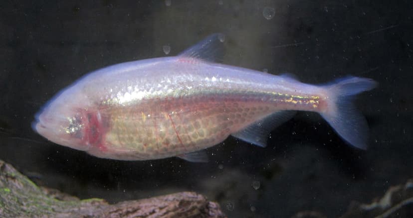 Astyanax fasciatus (Mexican blind cavefish) 3 | Astyanax fas… | Flickr