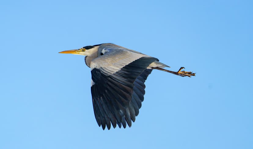 Grey Heron Eastbrookend CP 14th December 2022 | Grey herons … | Flickr