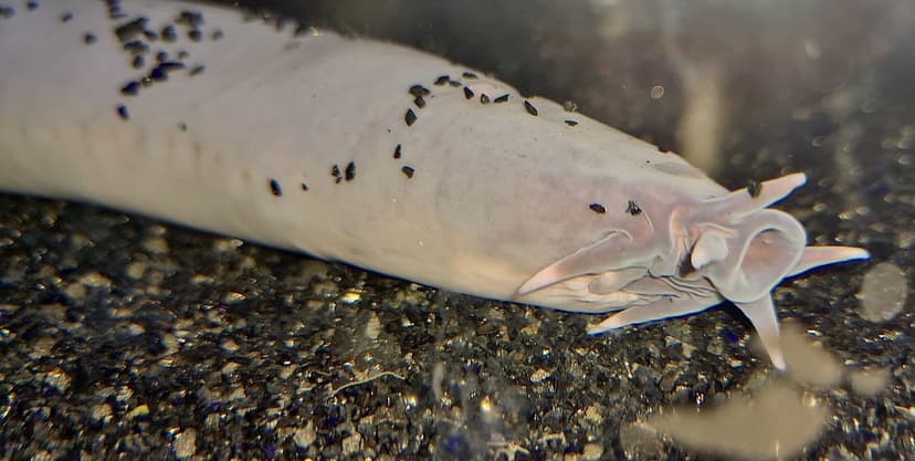 Sixgill Hagfish (Eptatretus hexatrema) | Two Oceans Aquarium… | Flickr