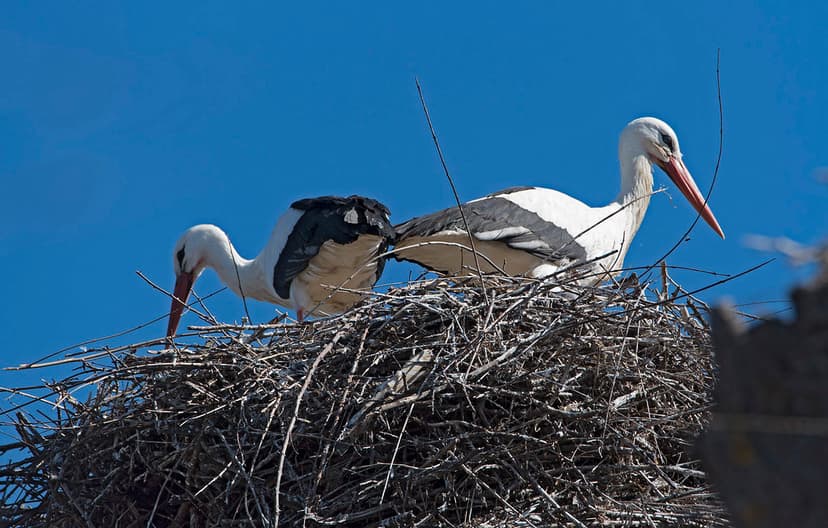 White Storks | White Storks - Ciconia ciconia - Белый аист S… | Flickr