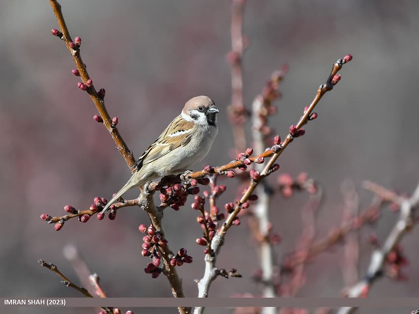 Eurasian Tree Sparrow (Passer montanus) | Eurasian Tree Spar… | Flickr